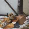 article_957_276