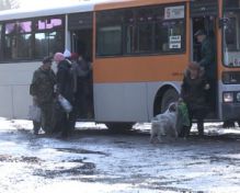 Одичавшие собаки не дают прохода жителям и садоводам Сокаревки
